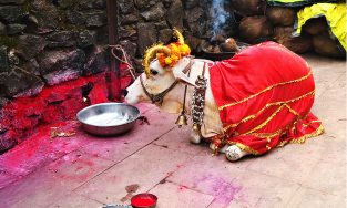 PANDITH SHREE HARI KRISHNA ACHARYA Pandits, Bangalore
